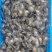 优质豆虫卵豆虫卵