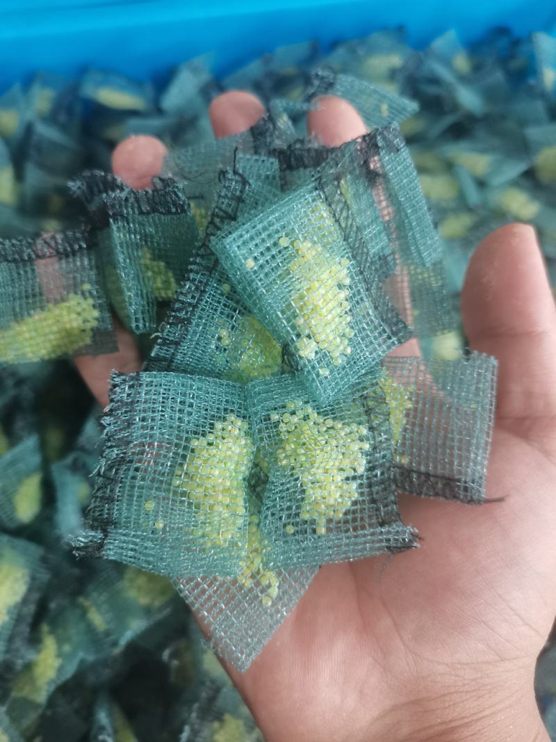 优质豆虫卵豆虫卵