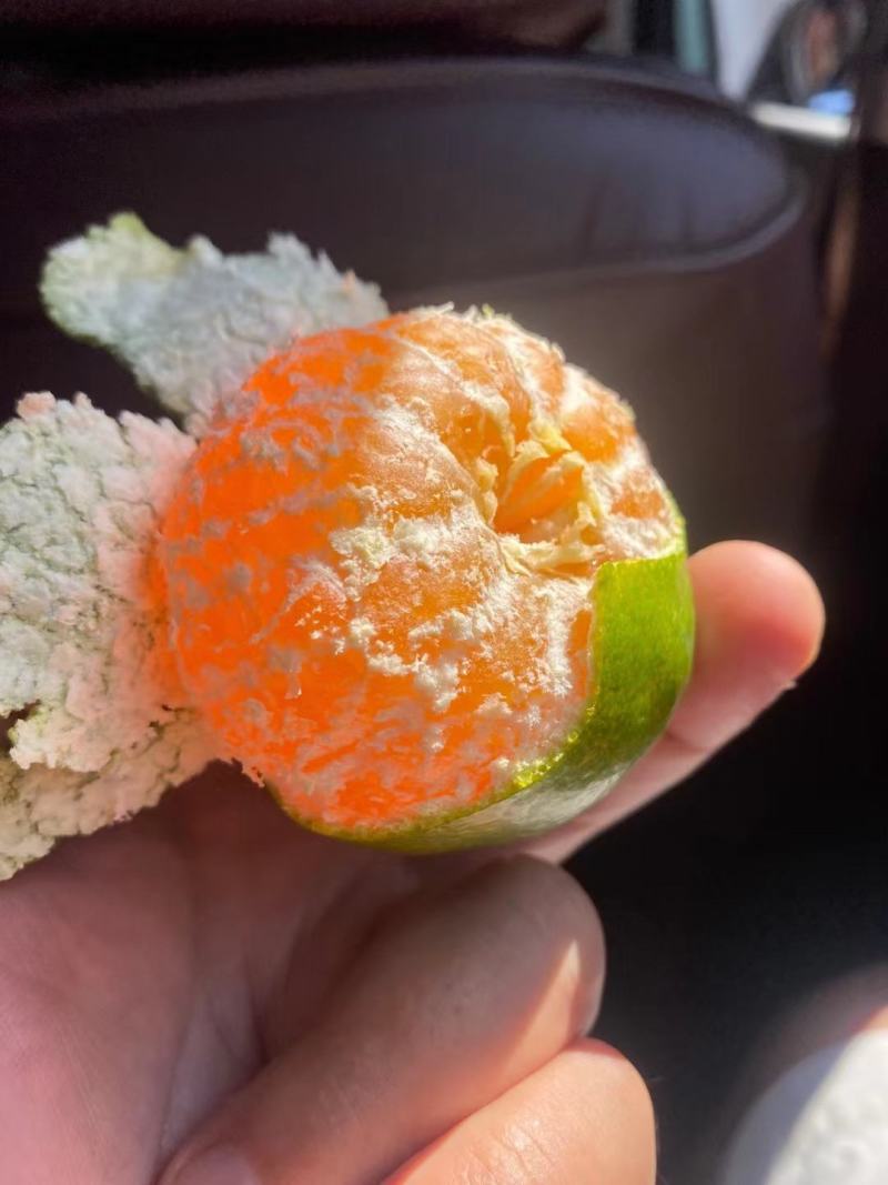 早熟蜜橘，实图实价，果园看货，现摘现，诚信为本，欢迎来电