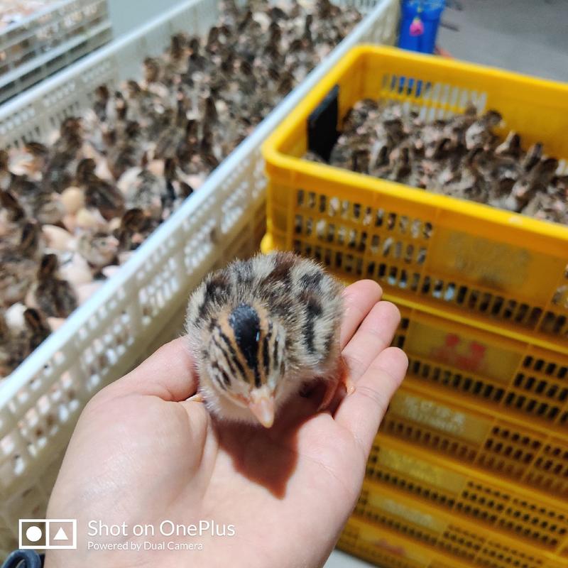 珍珠鸡苗广东养殖场自产自销保证一手货源