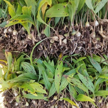毛茨菇苗
