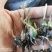 毛茨菇苗