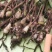 毛茨菇苗
