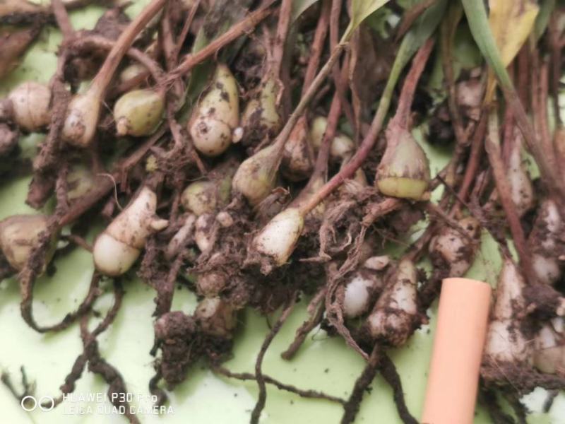 毛茨菇苗