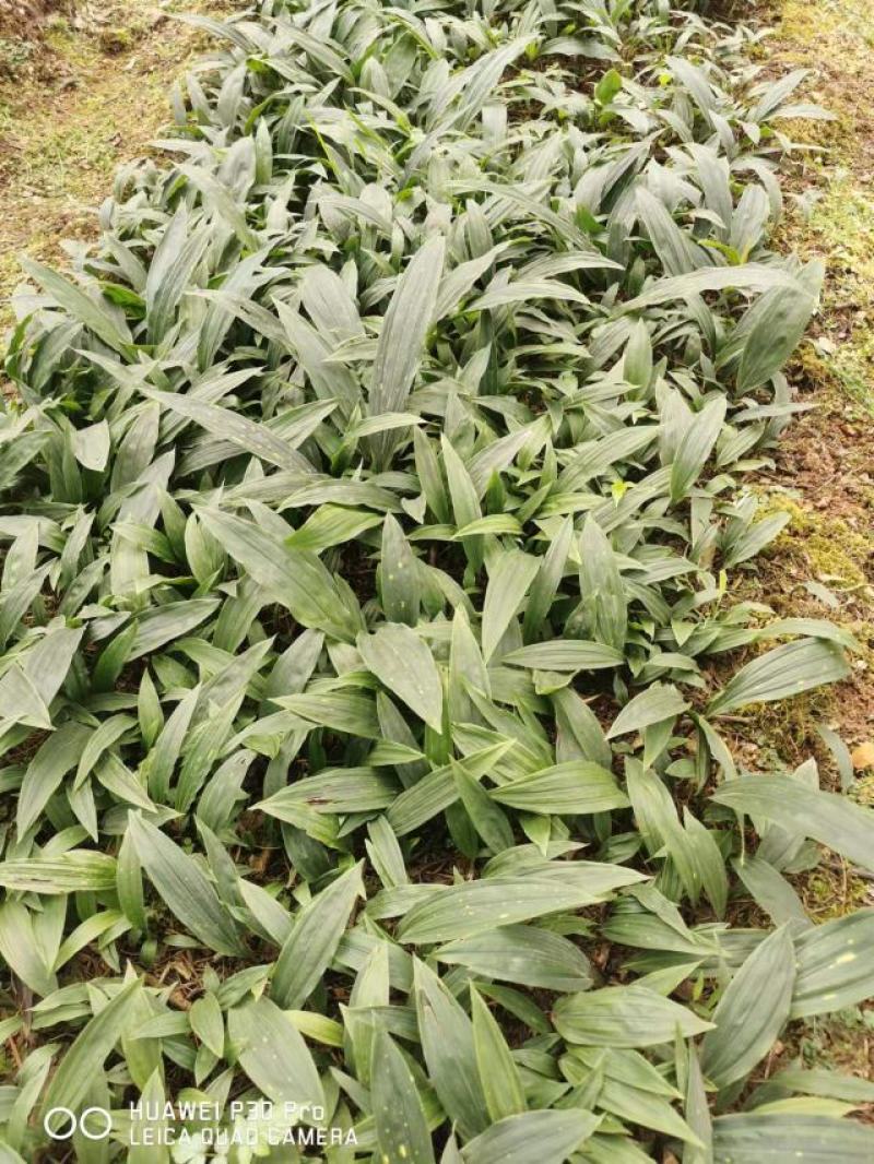 毛茨菇苗