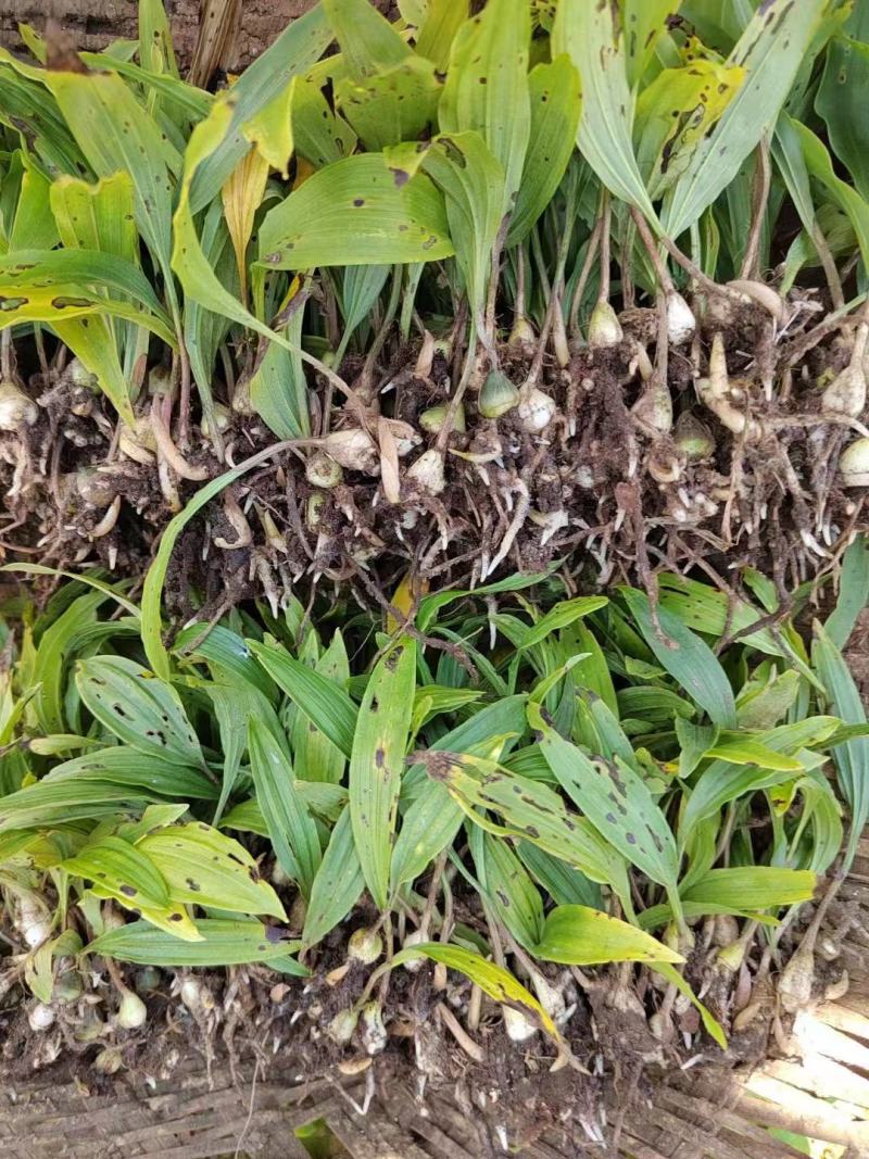 毛茨菇苗