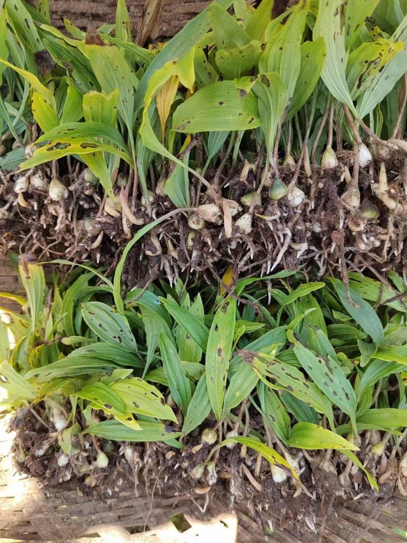 毛茨菇苗