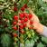釜山88小番茄种子玲珑果樱桃番茄种籽圣女果种子