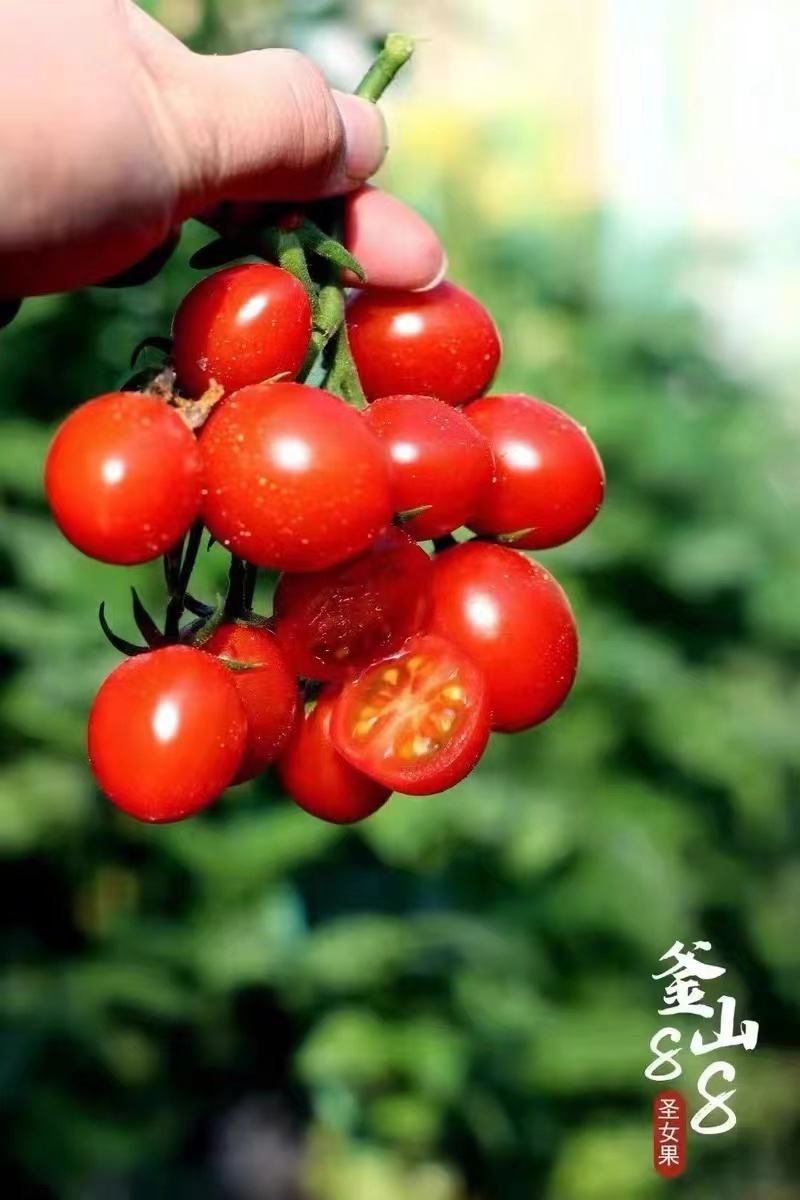 釜山88种子圣女果种子
