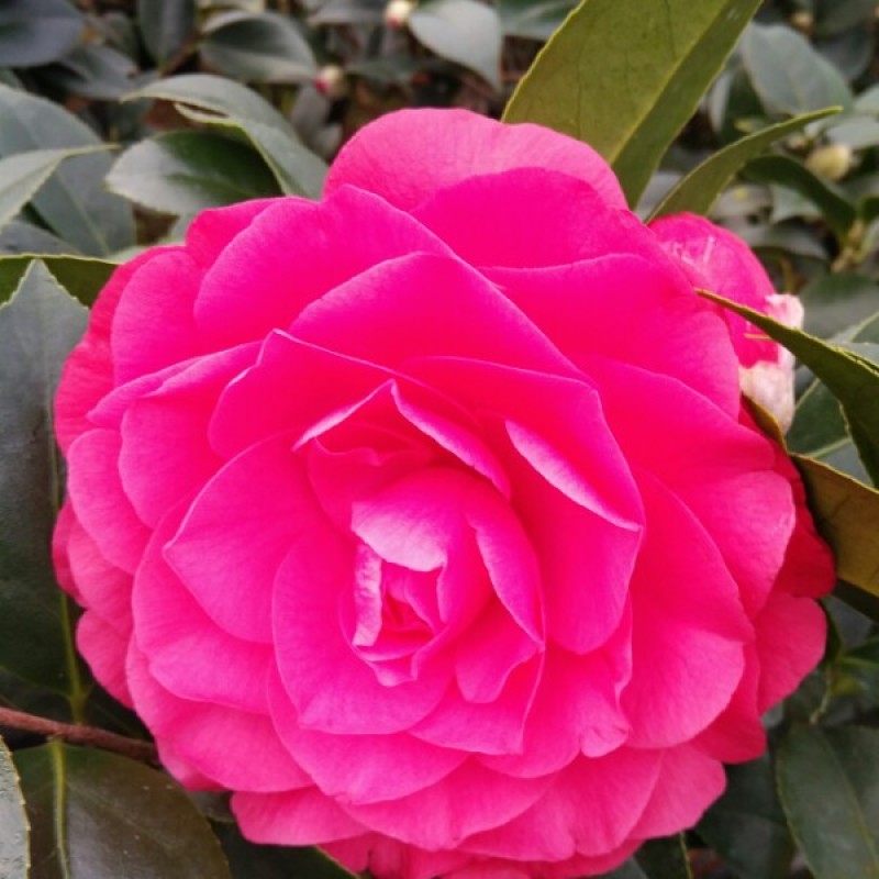 茶花