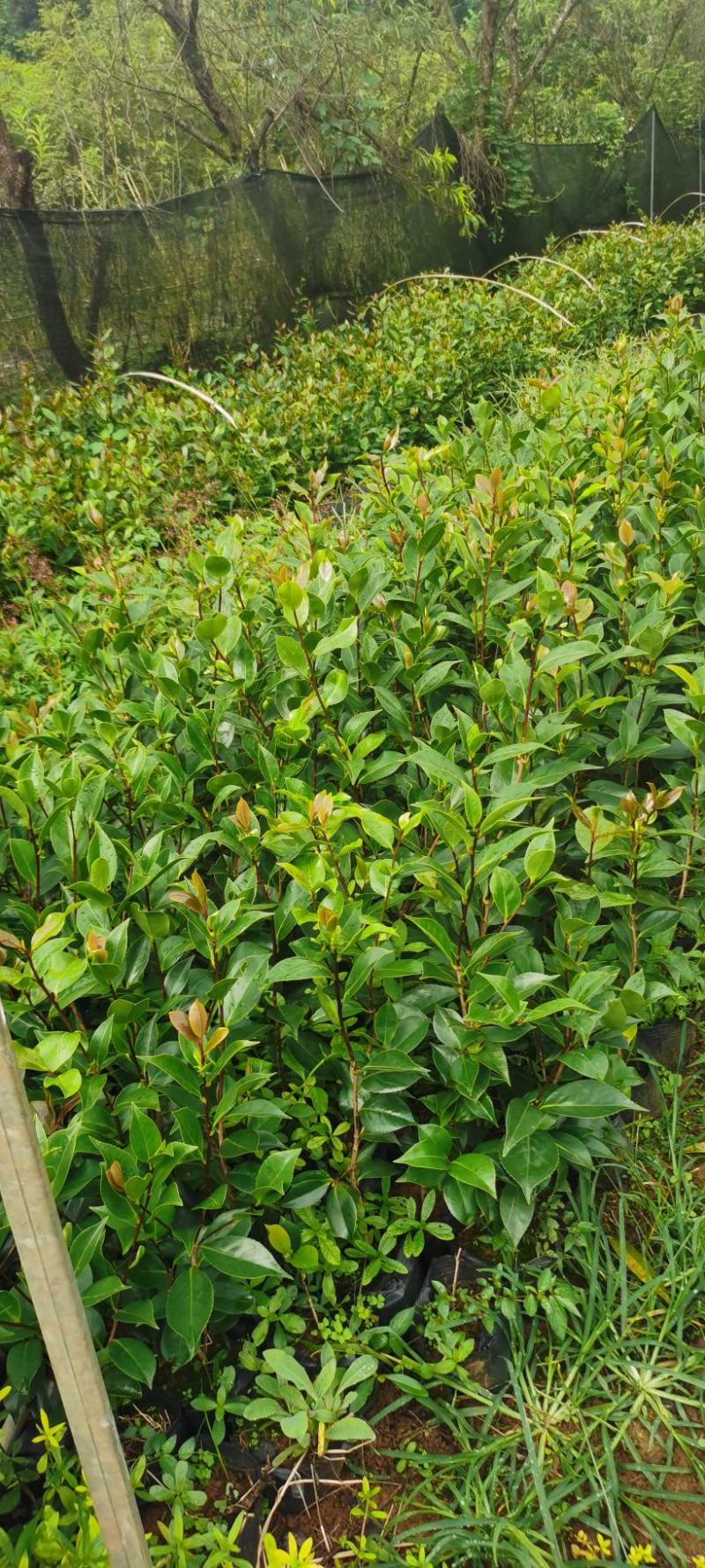 茶花