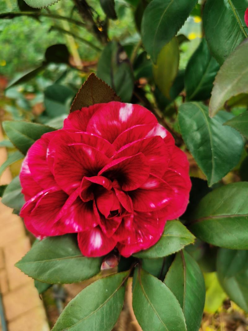 茶花