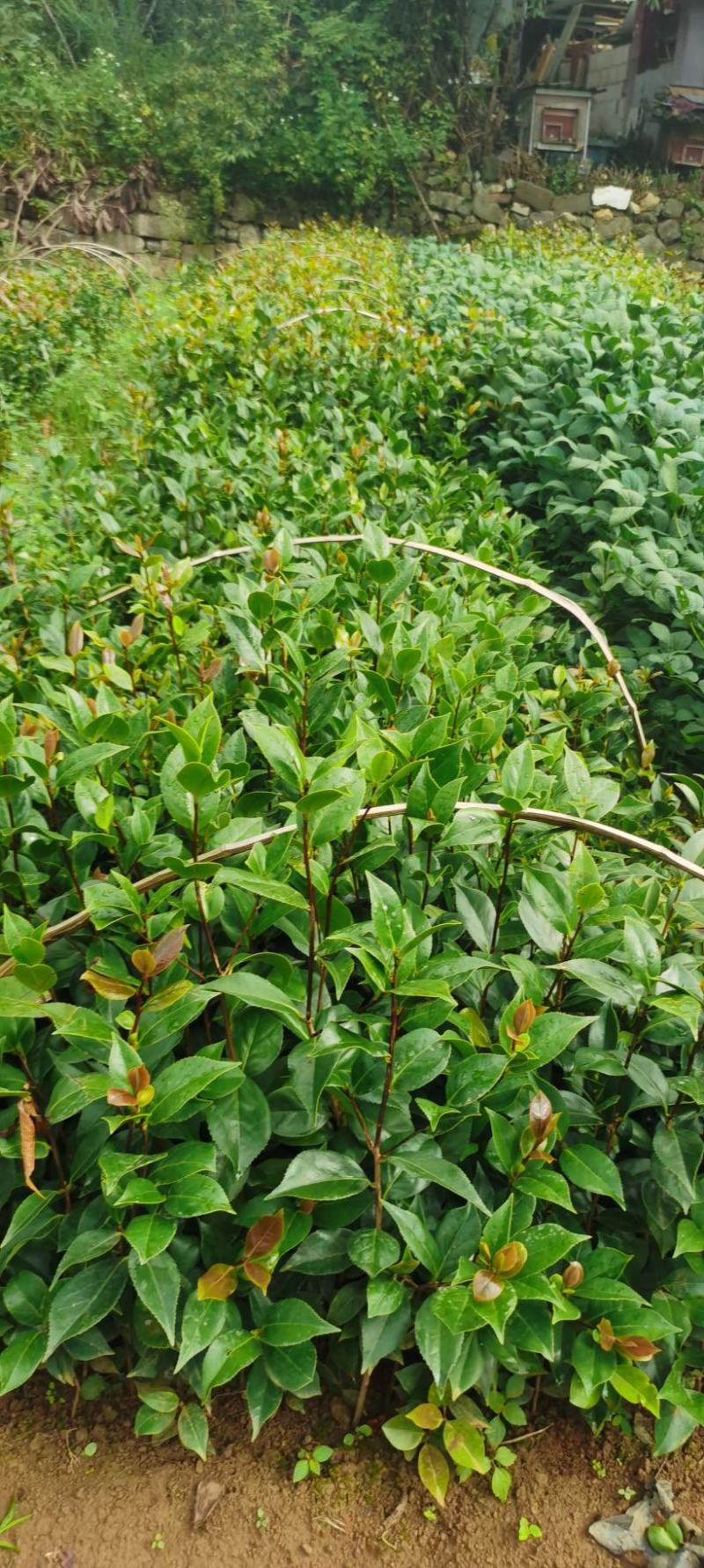 茶花