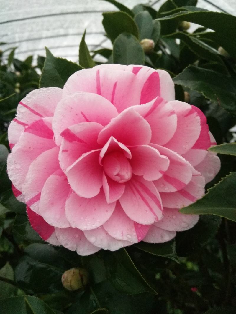 茶花