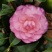 茶花