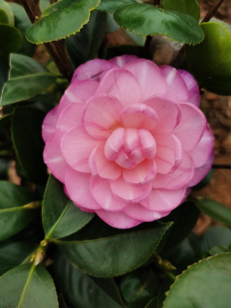 茶花