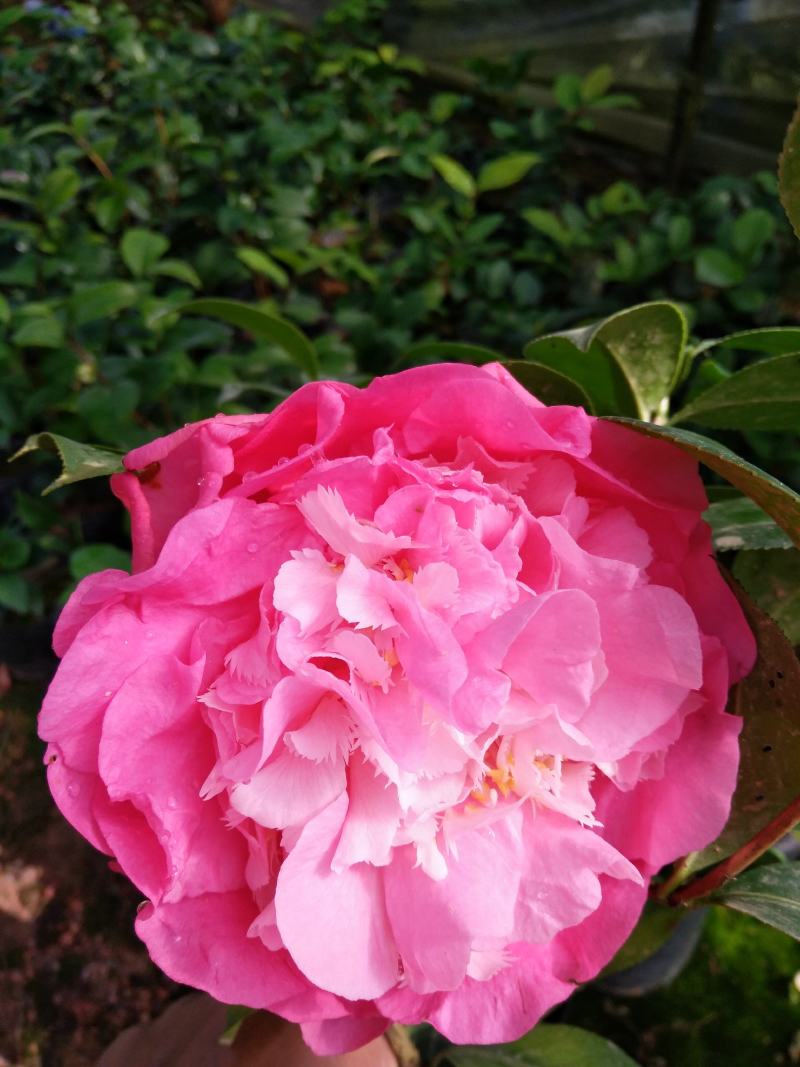 茶花