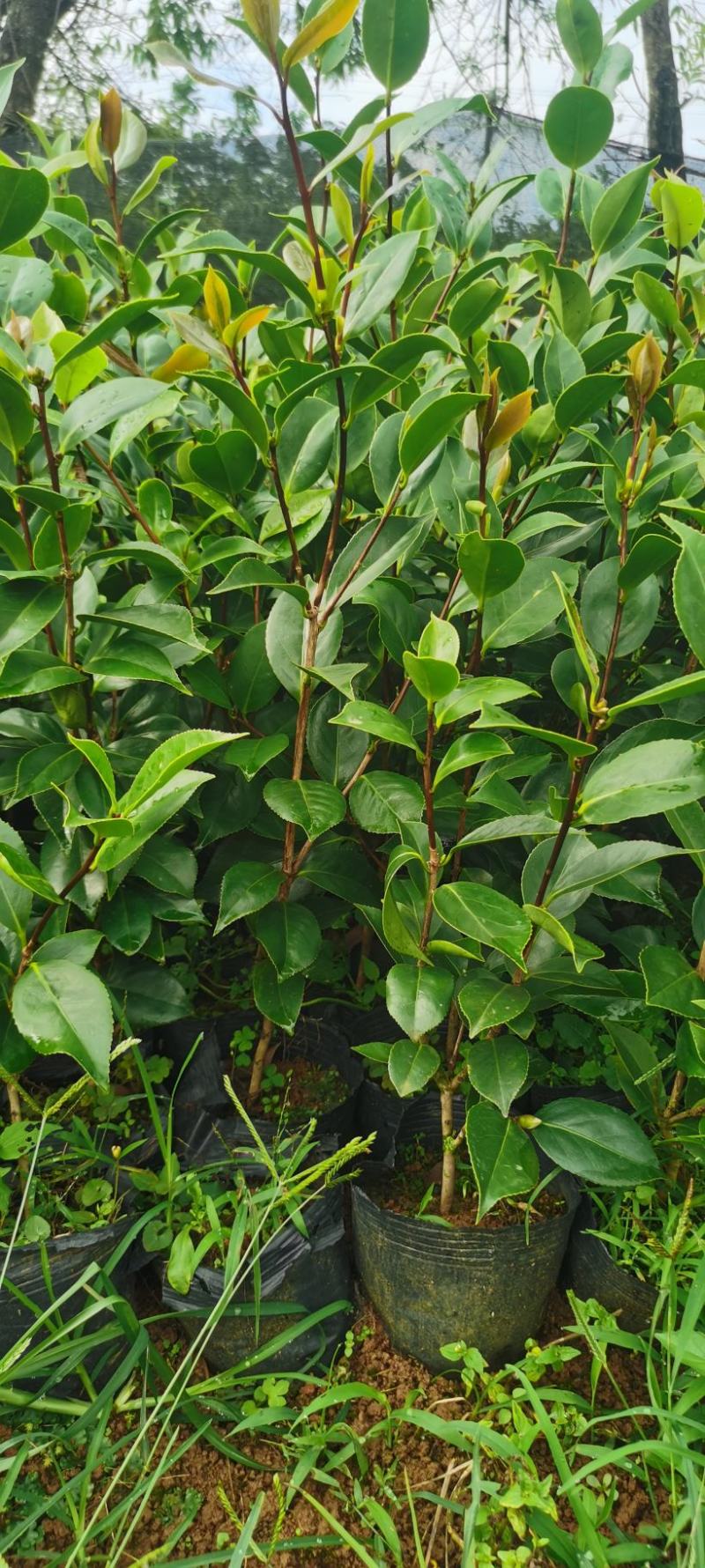 茶花