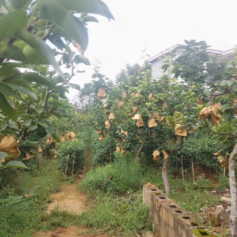 秋黄梨大量上市