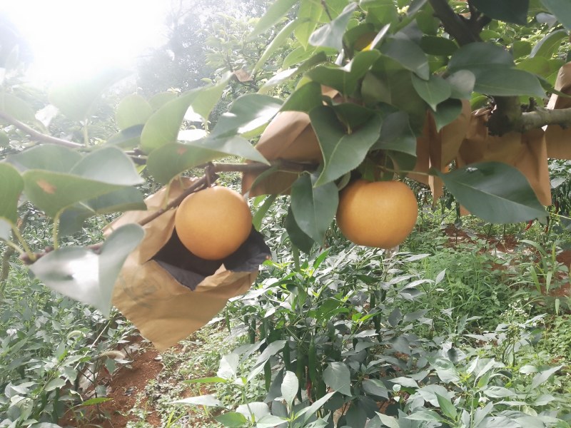 秋黄梨大量上市