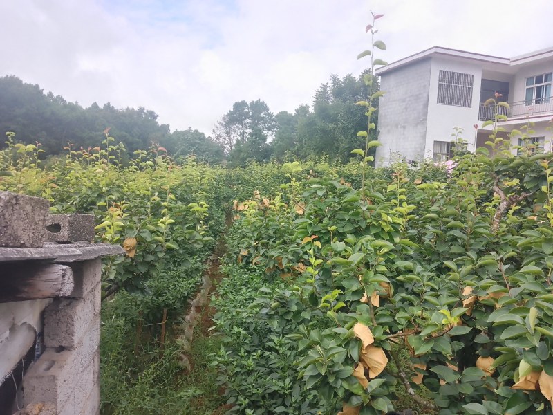 秋黄梨大量上市