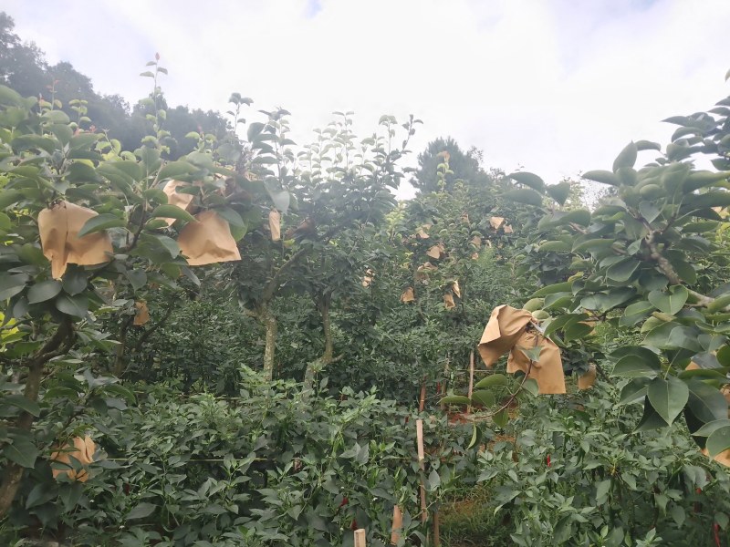 秋黄梨大量上市