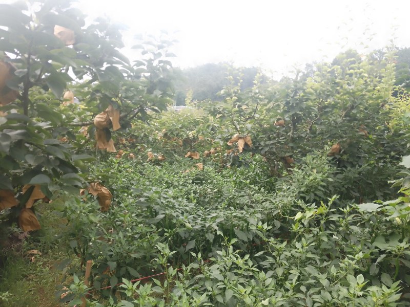 秋黄梨大量上市