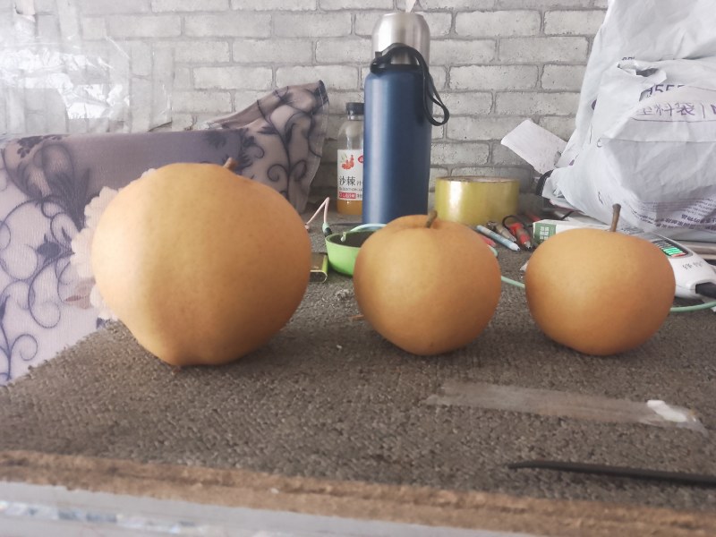 秋黄梨大量上市