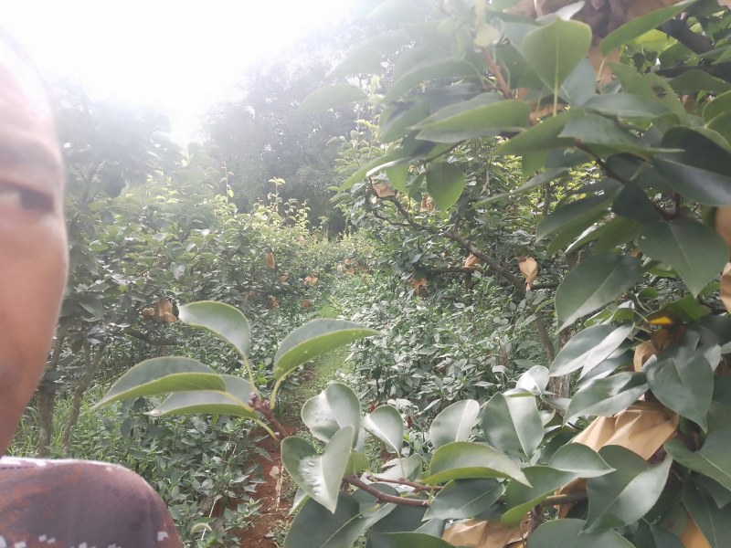 秋黄梨大量上市