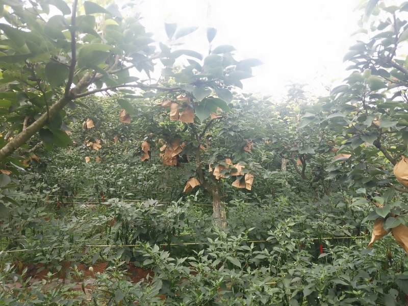 秋黄梨大量上市