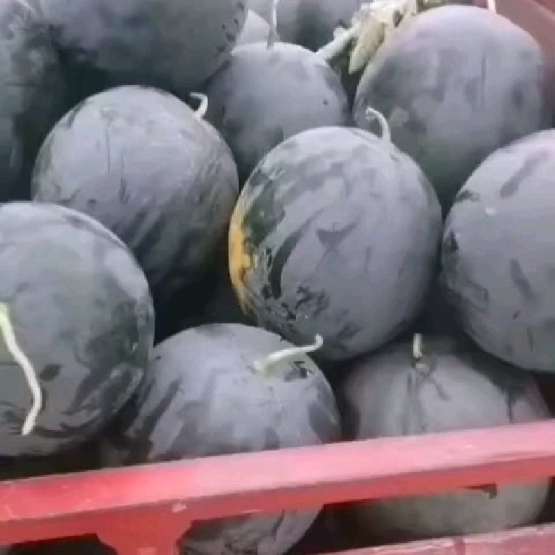 精品黑皮无籽，包熟包甜质量保证，欢迎联系