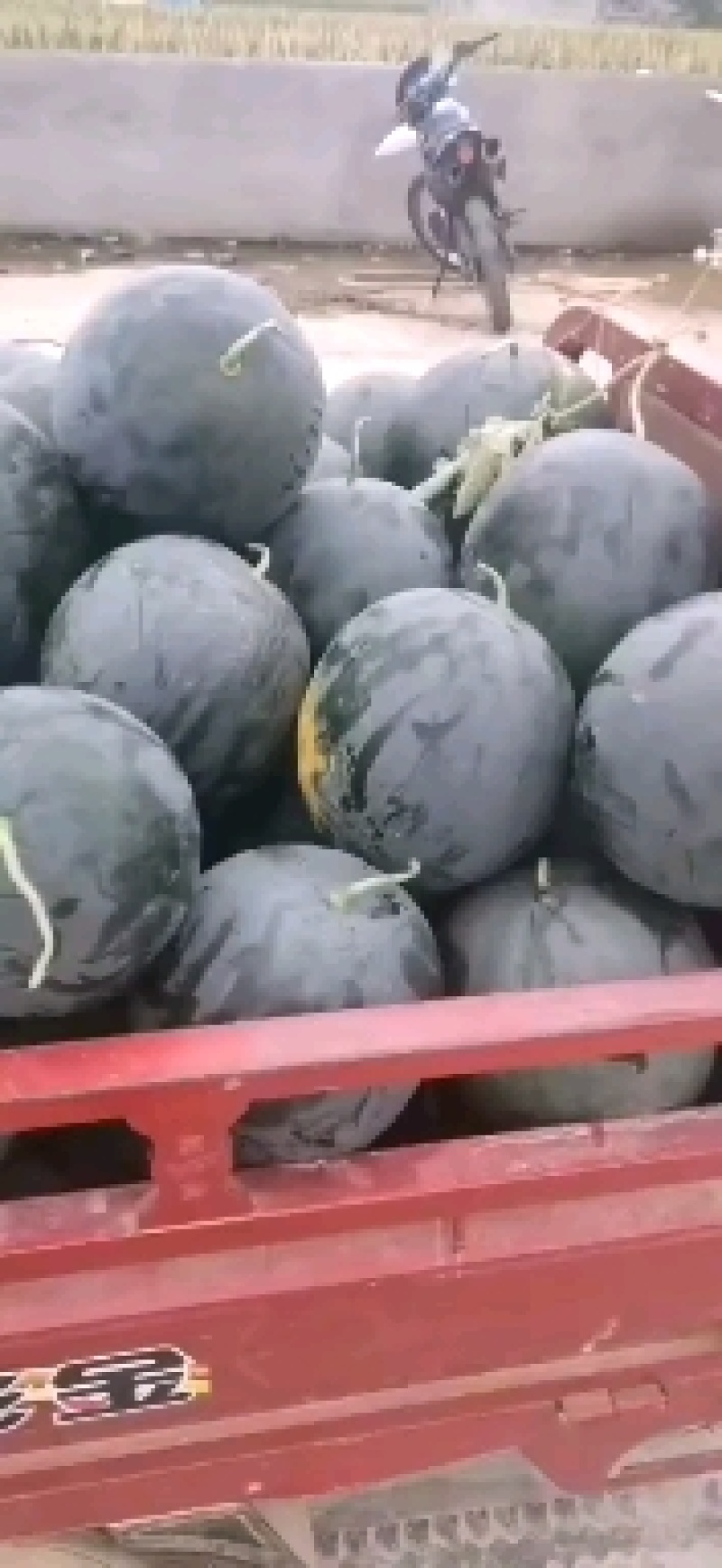 精品黑皮无籽，包熟包甜质量保证，欢迎联系