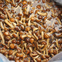河北石家庄供应优质盐渍滑子菇150吨