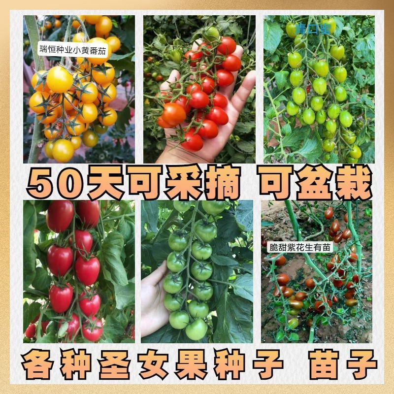小西红柿种子圣女果种子特色采摘口感小番茄种子