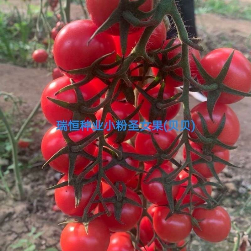 小西红柿种子圣女果种子特色采摘口感小番茄种子