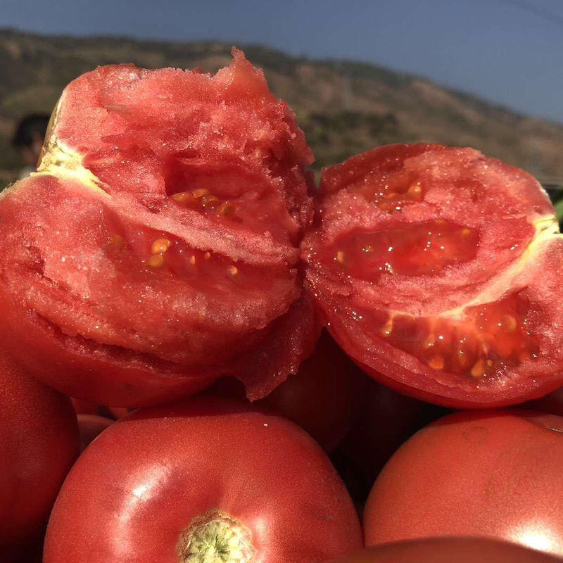 精品大红西红柿粉红西红柿基地直供一手货源品质保证欢迎采购