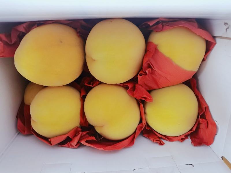 锦绣黄桃