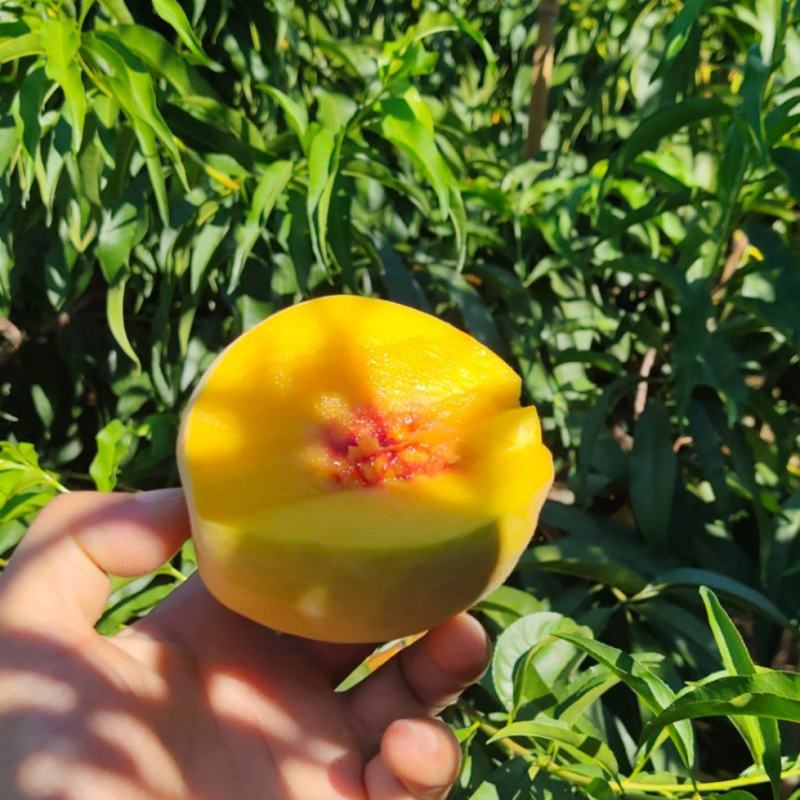 锦绣黄桃