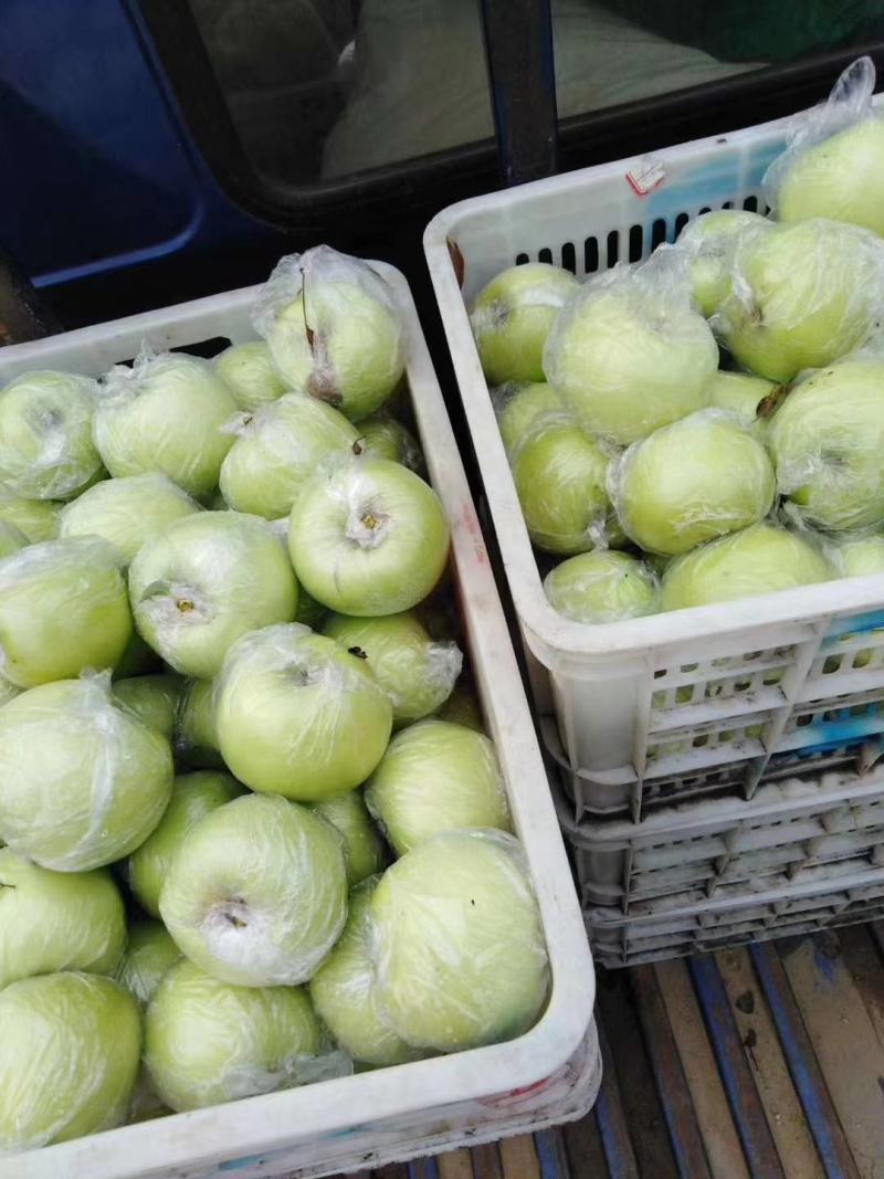 黄金帅苹果批发膜袋黄金帅苹果大量上市一手货源