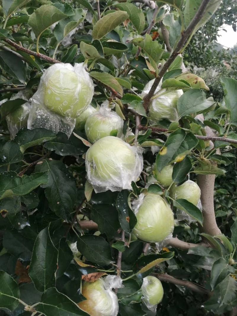 黄金帅苹果批发膜袋黄金帅苹果大量上市一手货源