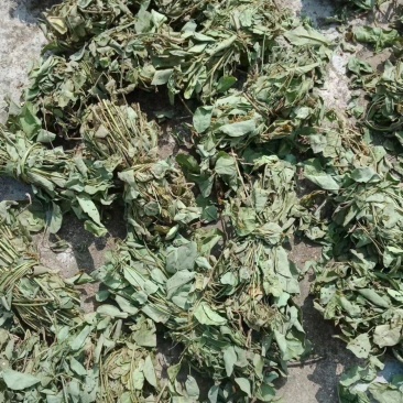 狸尾草羊咩香野生羊咩草