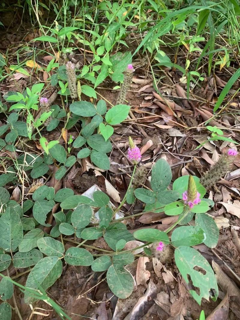 狸尾草羊咩香野生羊咩草