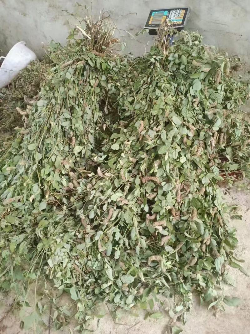 狸尾草羊咩香野生羊咩草