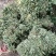 狸尾草羊咩香野生羊咩草