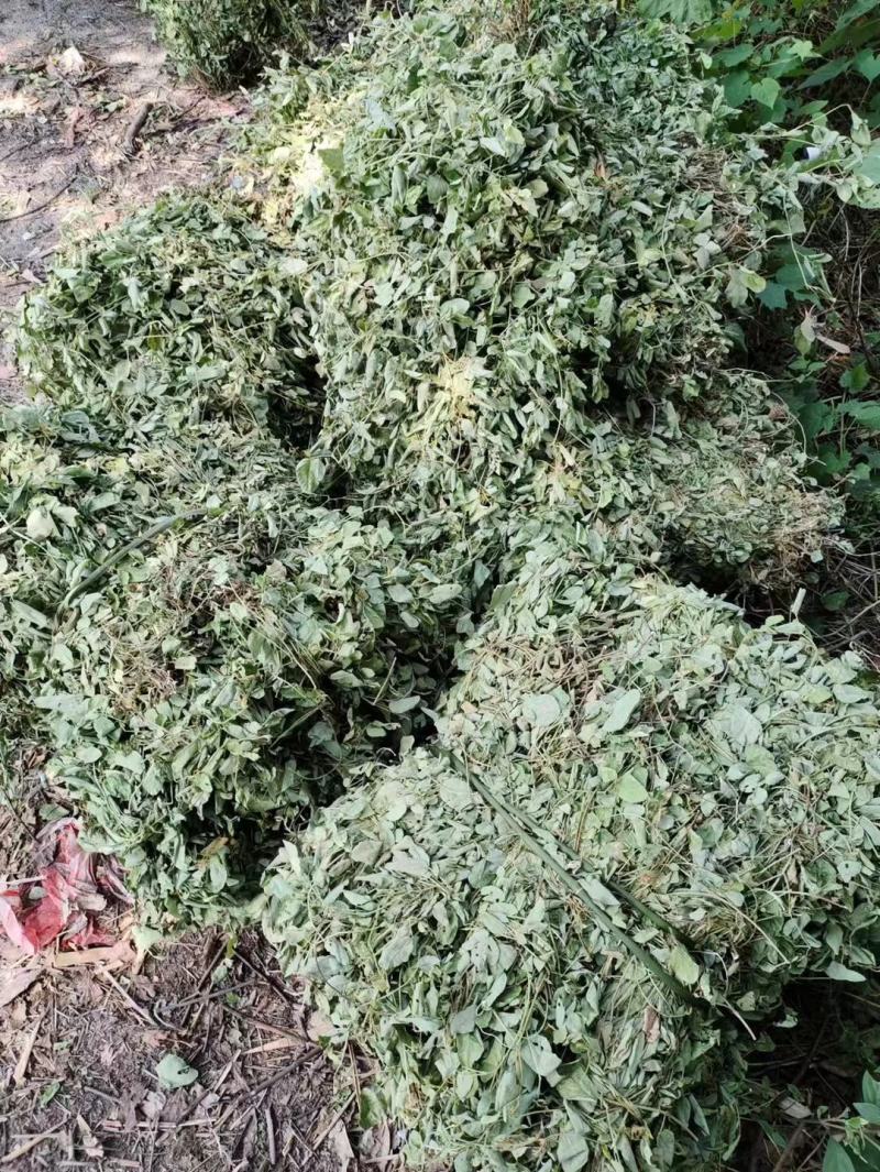 狸尾草羊咩香野生羊咩草