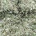 狸尾草羊咩香野生羊咩草