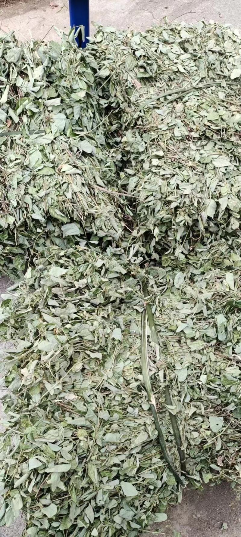 狸尾草羊咩香野生羊咩草