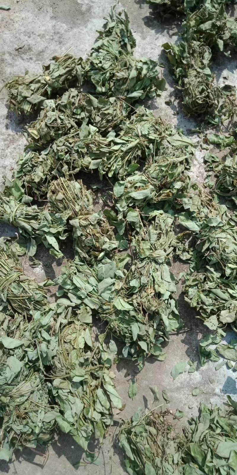 狸尾草羊咩香野生羊咩草