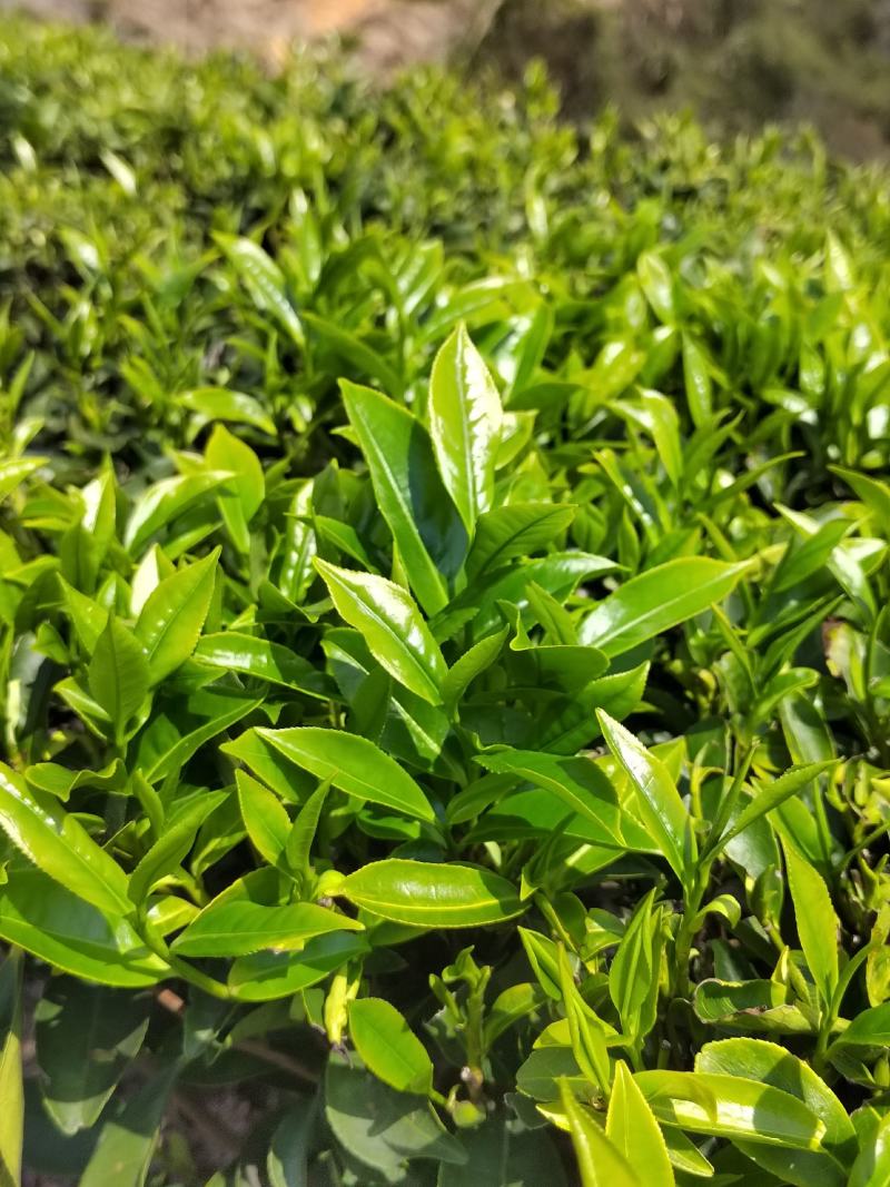 兴宁单丛茶水罗塘茶