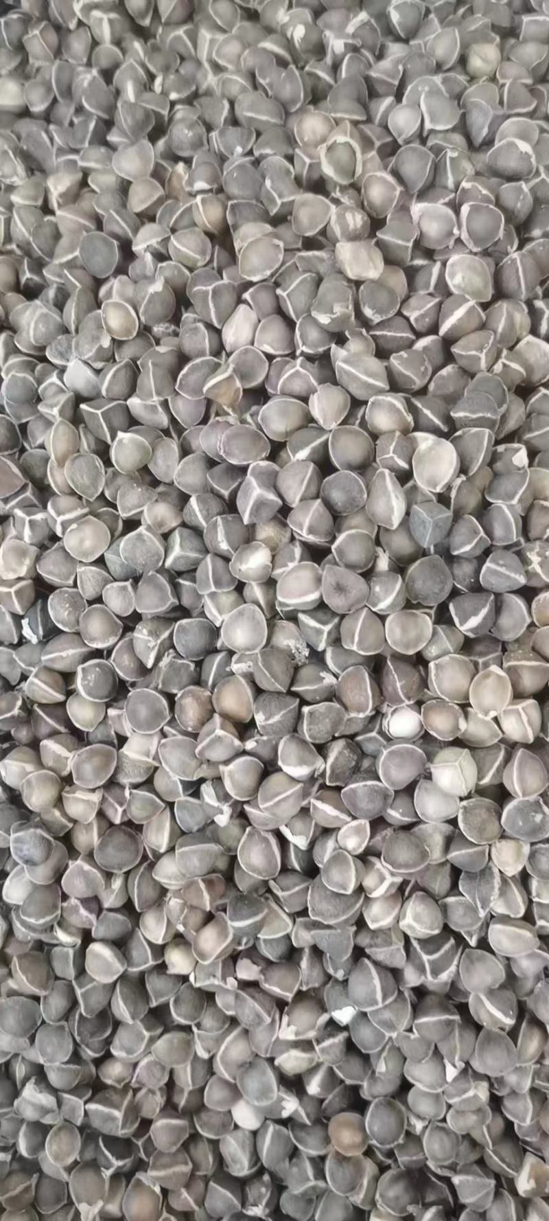 辣木籽批发零售干品可以一件代发量大从优常年供应